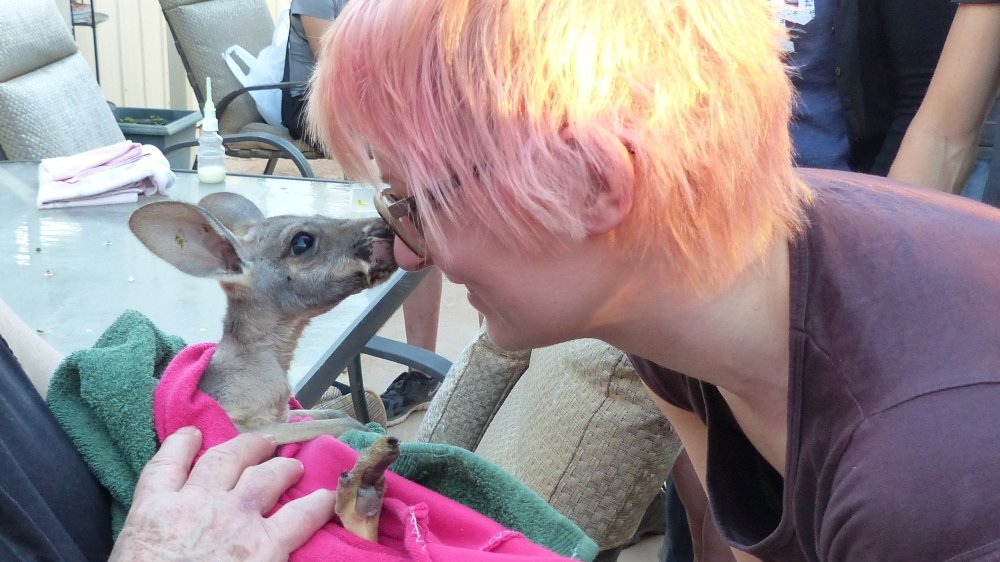Road Trip Day 4 – Insights at a Kangaroo Shelter