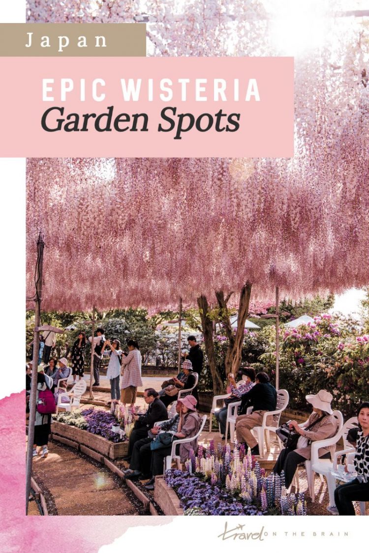 pink wisteria blossoms hanging from the sky