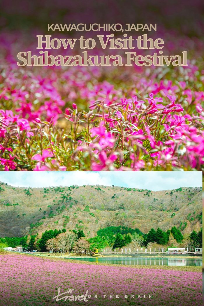 Tips for a Visit to the Fuji Shibazakura Festival in Kawaguchiko