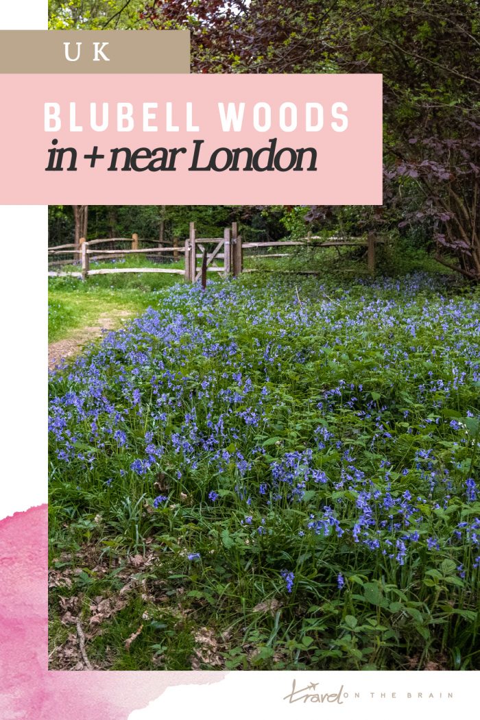 Where to See the Bluebells in London and Surrounds