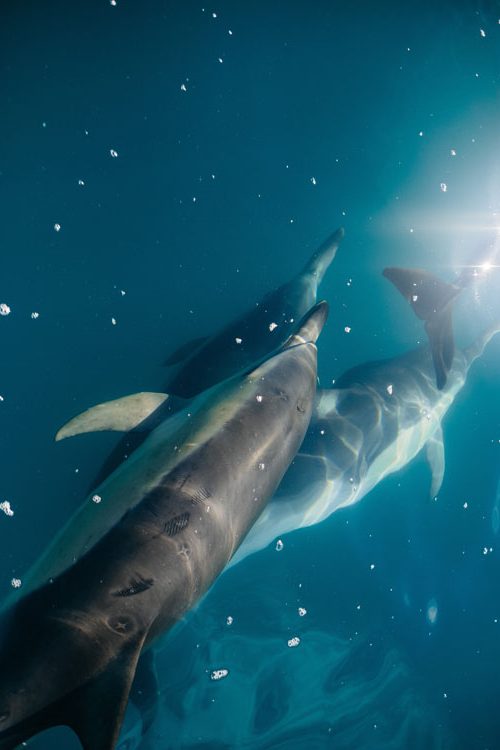 Why I Didn‘t Join a Lovina Dolphin Tour – Lovina Beach
