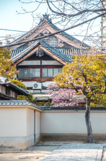House on Tennoji Temple complex with cherry blossoms, Osaka, Japan