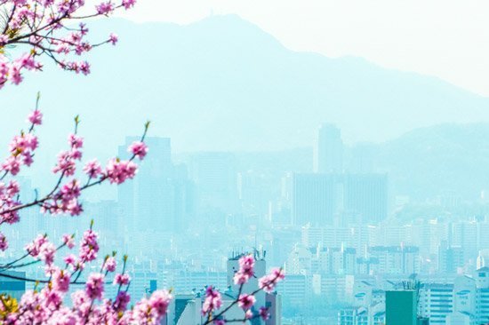 Seoul South Korea spring cherry blossoms seen from Namsan hill