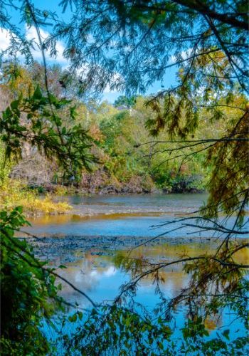 Benjamin Park Bog Garden in Greensboro NC