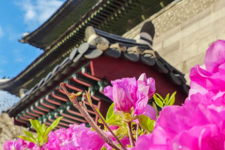close up of purple azalea in front of historic gate in Seoul