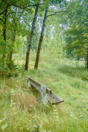 bench at forest edge in Bad klosterlausnitz
