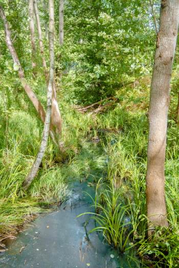 stream towards Red Puddle in Germany
