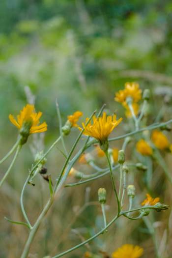 flowers in the summertime