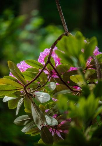 close up of pink azalea flowers