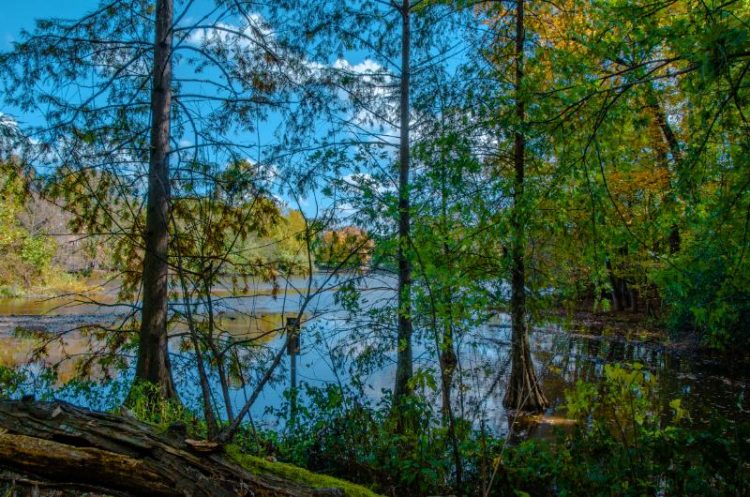 blue lake surrounded by trees growing out of water