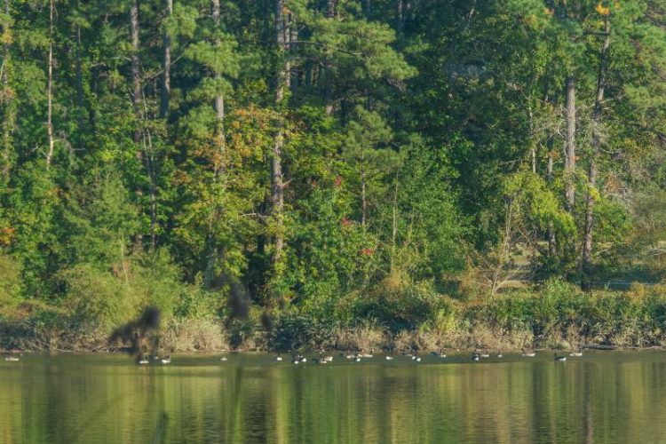 brown geese swimming on top of clear lake in front of green trees by the shore