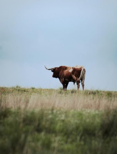 lone buffalo standing on a sunny meadow