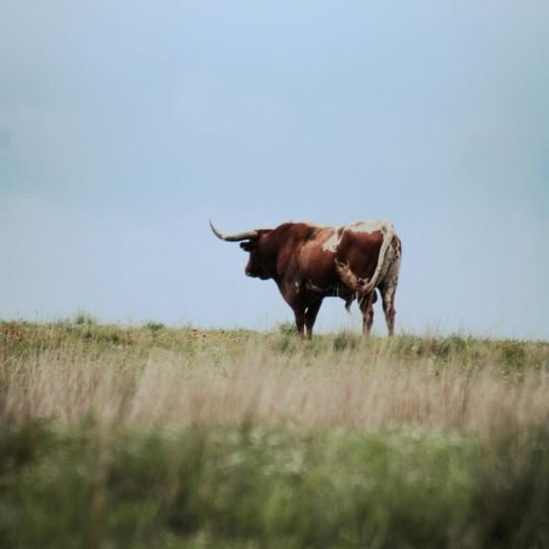 lone buffalo standing on a sunny meadow