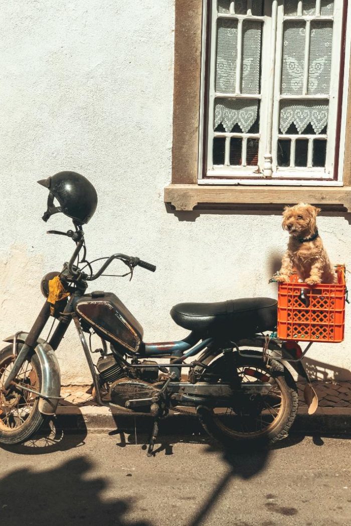 Furry Friend Adventures: The Best Pet-Friendly Destinations in the Mid-Atlantic
